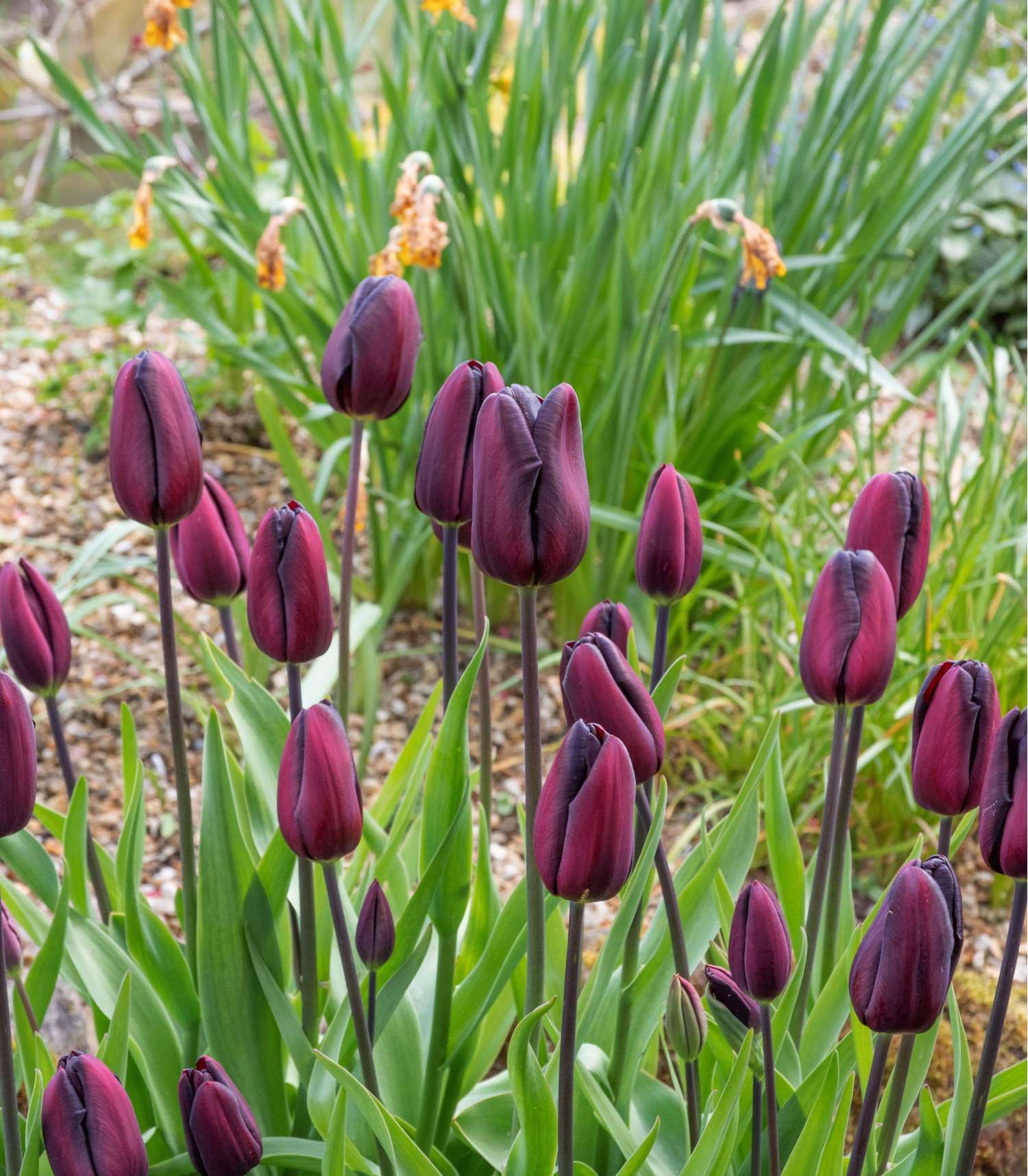 Tulipan 'Continental'